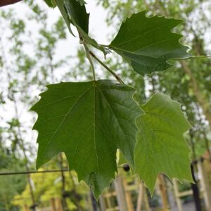 Platanus x hispanica 20-25 SM